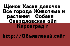 Щенок Хаски девочка - Все города Животные и растения » Собаки   . Свердловская обл.,Кировград г.